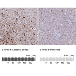 ERMN Antibody, Novus Biologicals 25 &mu;L; Unlabeled:Antibodies, Polyclonal